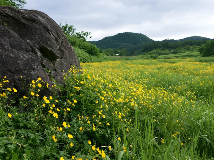 A view of a meadow in Aomori with a large boulder and yellow flowers. The scene shows green grass and distant hills under cloudy skies, demonstrating a natural