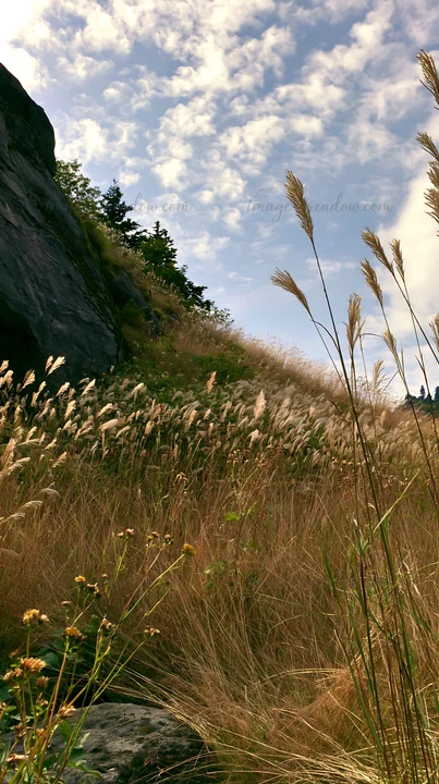 A meadow in Aomori features tall grasses swaying near a large boulder. The landscape includes a rocky hill and blue sky with scattered clouds.