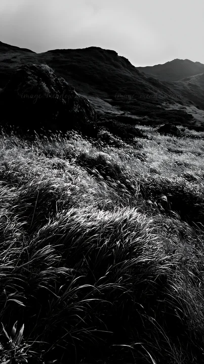 A boulder is present among tall grass in a meadow in Aomori. The lighting highlights the textures of the grass and rock, creating a natural scene under a cloudy