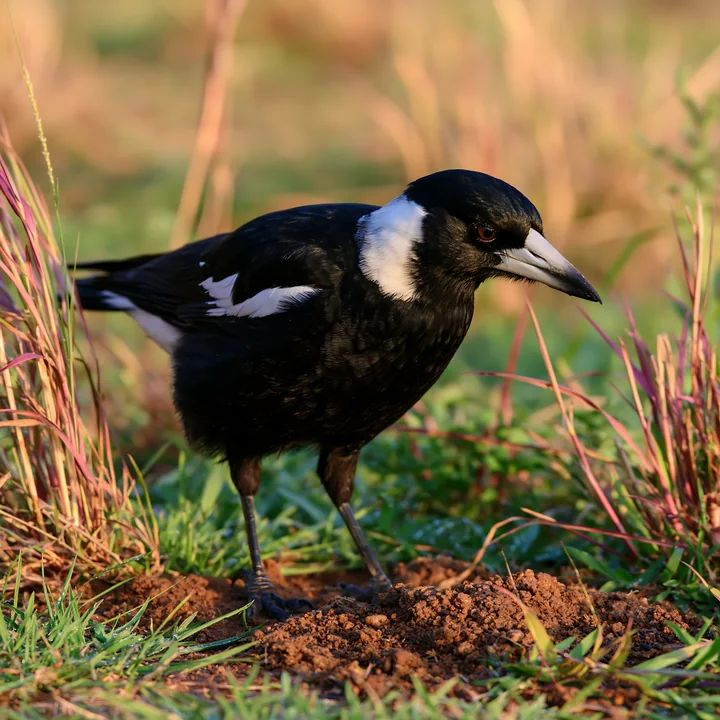 Australian magpie standing among tall grasses and exposed soil in warm natural light.