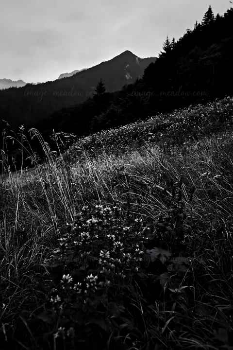A diverse meadow filled with various plants and flowers sits in the foreground. The mountains rise in the background under a cloudy sky, creating a natural land