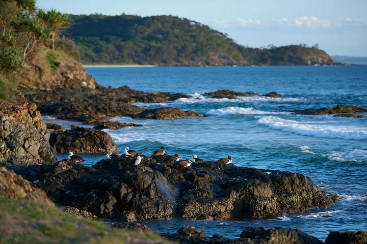 Birds rest on rocky outcrops along a coastline with protected marine habitat, as gentle waves lap at the shore under clear skies.
