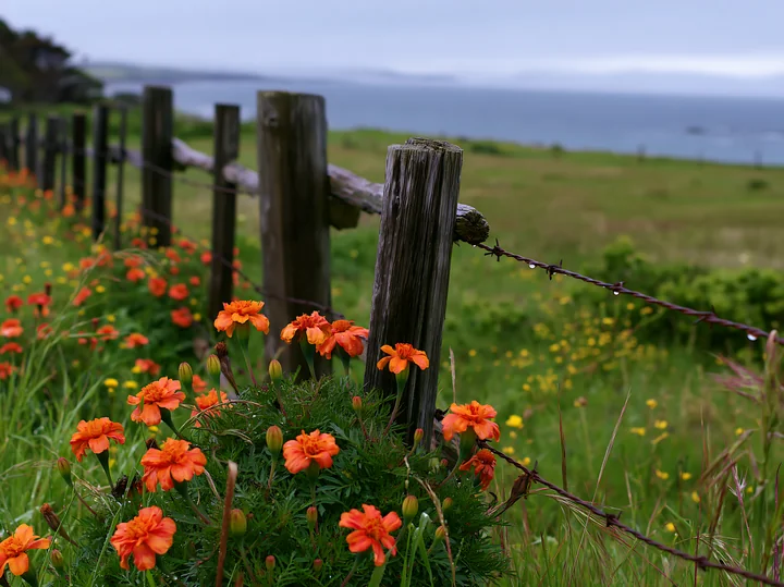 Bright orange flowers grow along a wooden fence on an island after rain.