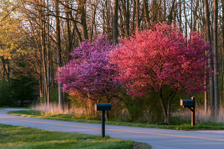 Bright pink trees line a country road, with mailboxes positioned nearby.