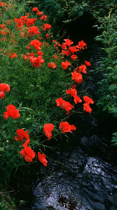 Bright red poppies bloom alongside a flow of water in meadow grass.