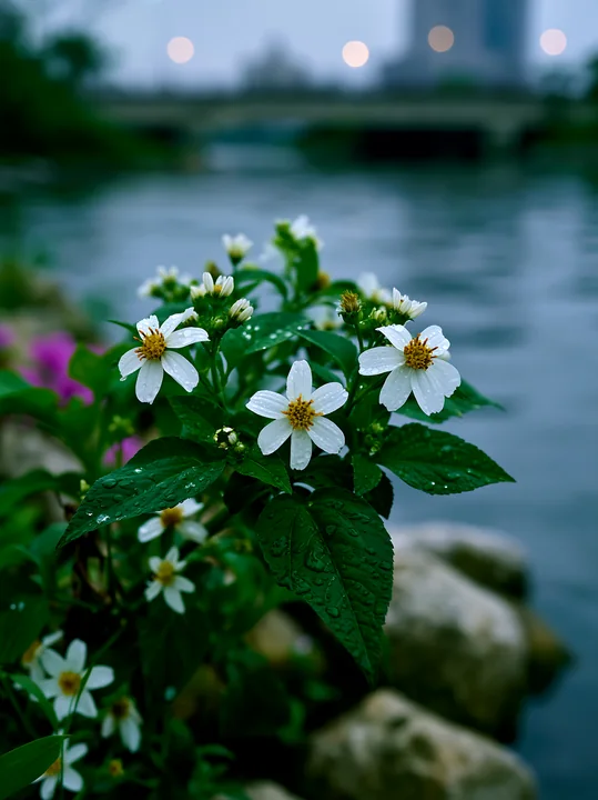 Bright white flowers with green leaves grow near a riverbank after rain.