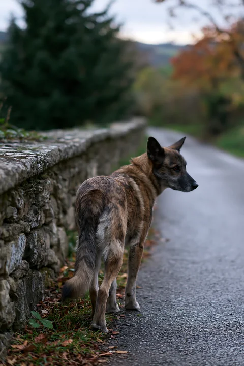 Brindle-coated dog standing beside a stone wall on a quiet rural road