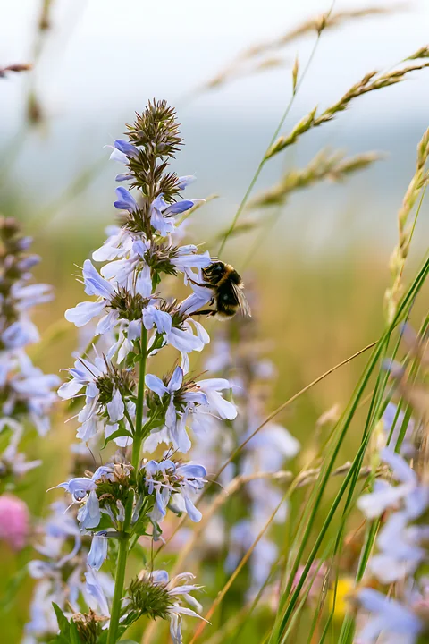 Bumblebee collecting nectar from pale blue flowers in a softly blurred meadow