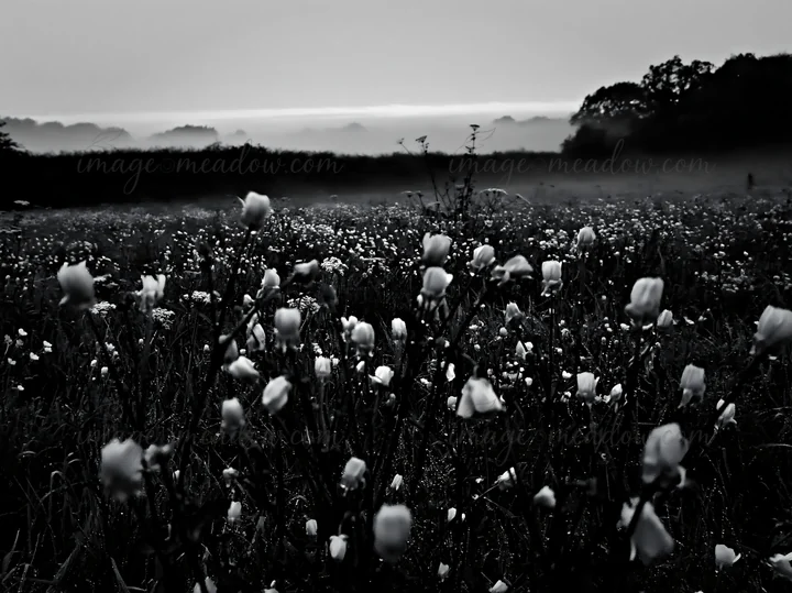 A field of buttercup flowers stretches across the land under misty conditions. Distant hills are visible in the background, creating a soft horizon. Morning lig