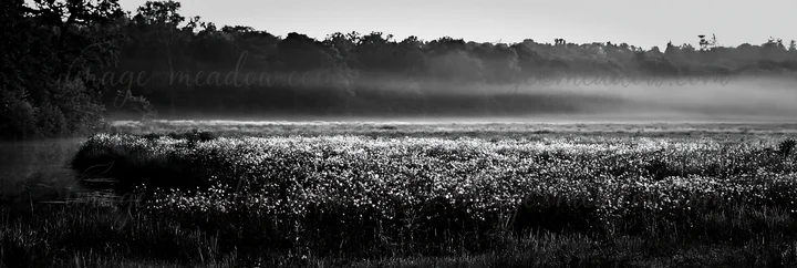 Morning light reveals a buttercup meadow with a blanket of mist. The scene captures the landscape in black and white, showing the field's texture and shape agai