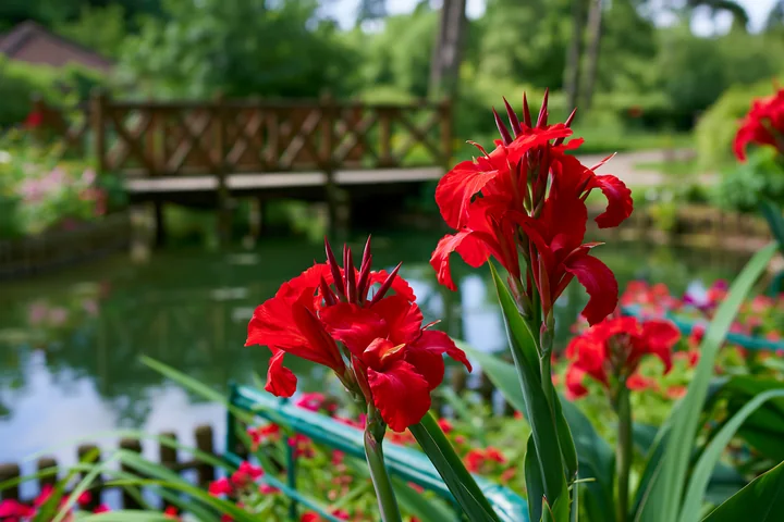 Canna lily flowers by pond grow near a wooden bridge in a garden setting.
