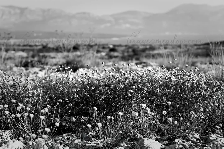 Chamomile flowers grow in a meadow with mountains in the background. The scene is shot in black and white, showcasing the natural beauty of the landscape. Perfe