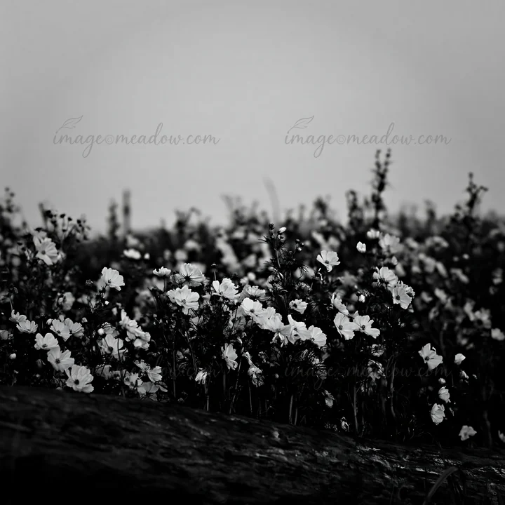 Vibrant flowers exist in a meadow setting near Chiba, with driftwood lying in the foreground. The light casts a soft glow over the blooms as the day transitions