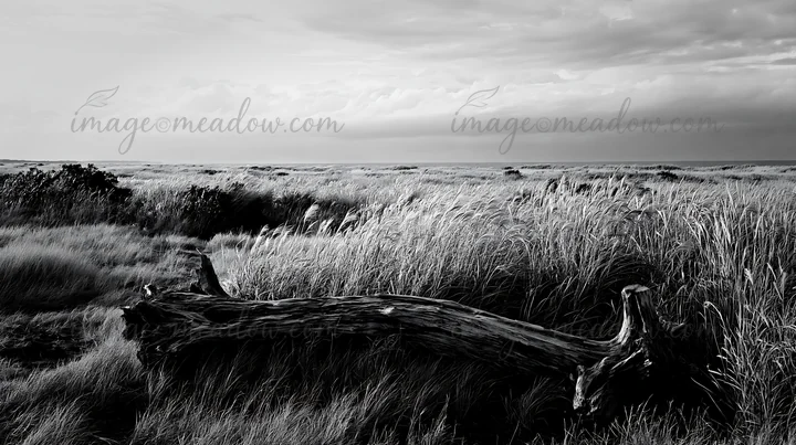 The scene shows a coastal meadow in Chiba with tall grass and a piece of driftwood lying on the ground. The sky is cloudy, and the landscape extends towards the