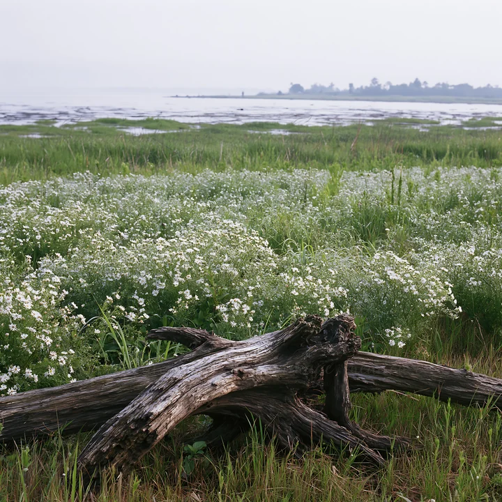 The scene shows driftwood in the foreground of a meadow filled with white flowers. The coastal area of Chiba is visible in the background with calm water and gr