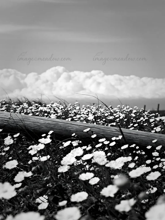 The scene shows a meadow in Chiba with white flowers and a piece of driftwood. The sky is blue with clouds in the background, creating a natural setting. Presen