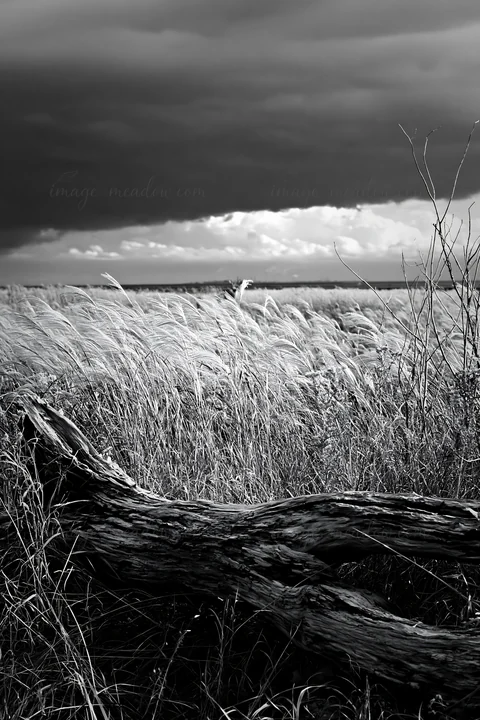 A piece of driftwood rests in a grassy meadow under a cloudy sky. The tall grass sways gently in the breeze, framed by the expanse of the sea in the distance. P