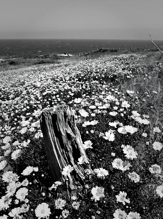 A driftwood piece stands in a meadow filled with pink flowers. The ocean is visible in the background under a blue sky. This coastal area shows the natural beau