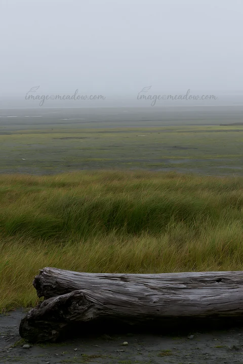 Driftwood rests in the foreground of a meadow by the coast in Chiba. The landscape shows tall grasses and a hazy view of the beach, creating a soft and muted at