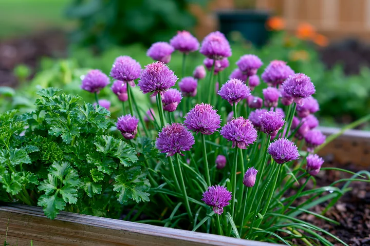 Chive flowers in herb bed display vibrant purple blooms among green foliage.