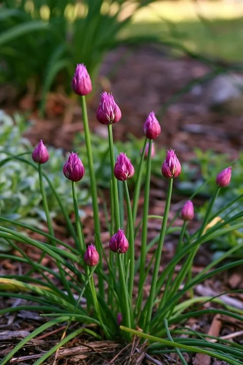 Chive flowers in herb bed show clusters of pink blossoms rising from green stems, surrounded by various herbs.