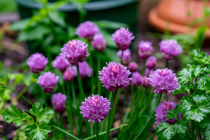 Chive flowers in herb bed show vibrant pink-purple blooms surrounded by green foliage.
