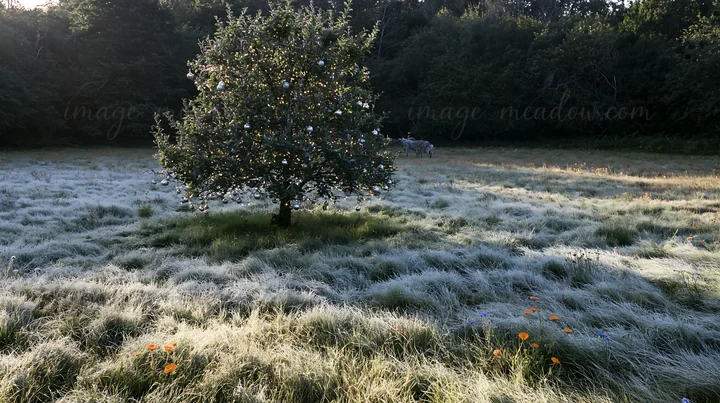An apple tree stands in a frosty meadow with grass covered in frost. Bright ornaments hang on the tree. The scene captures a winter setting with patches of oran