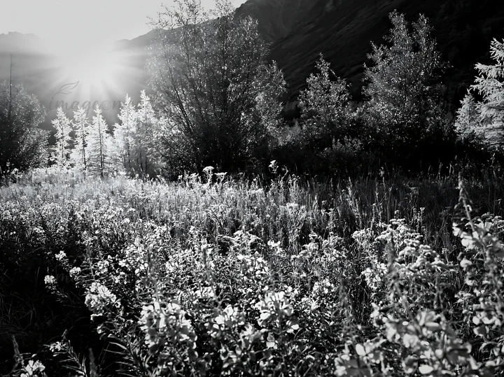 Lanterns hang from trees in a mountain valley meadow during winter. Sunlight shines through the trees, creating long shadows on the ground. The setting shows wi