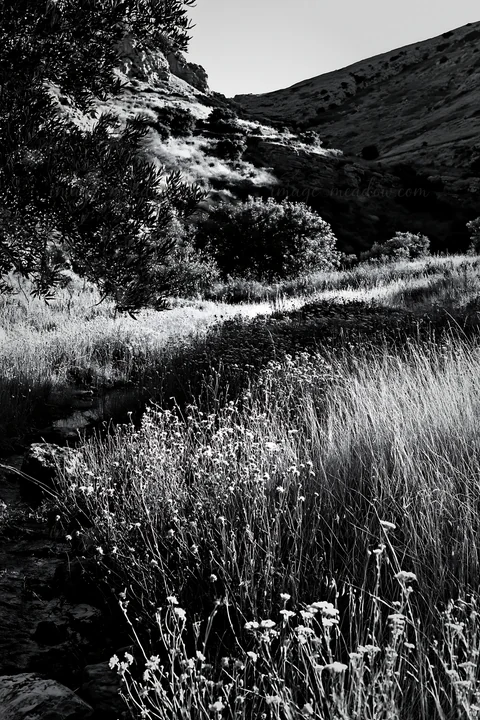 Lights hang above a small stream in a meadow. The scene features tall grass and sparse trees, reflecting a winter evening. The setting creates a festive atmosph