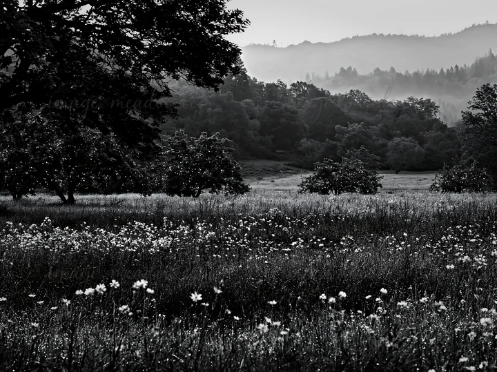 Meadow with apple trees and dew on grasses during Christmas. The landscape shows softly lit trees against a backdrop of distant hills. The scene captures the es