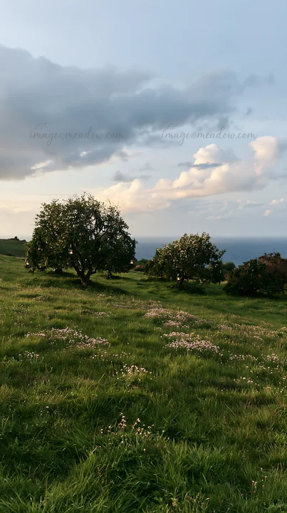 Apple trees stand in a green meadow with wildflowers. The scene captures the evening light against distant ocean views. This space is part of a rewilding projec