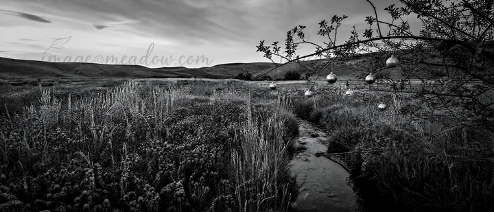 Decorative ornaments are suspended from branches along a stream flowing through a meadow. The setting is in a natural area with fields and hills in the backgrou