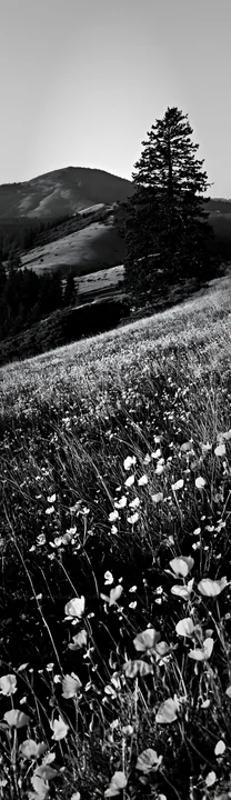 A Christmas tree stands beside a cave in a meadow filled with wildflowers. The scene captures the natural landscape with hills and distant mountains visible in