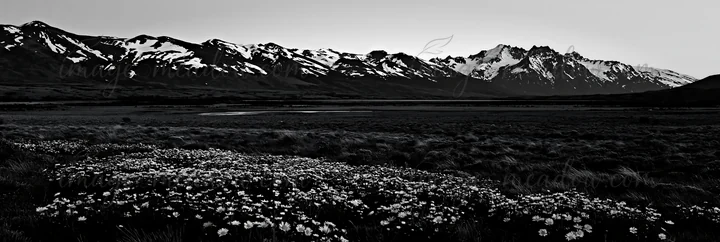 Snow-covered mountains rise in the background while a meadow filled with flowers is in the foreground. This scene captures the balance between nature and climat