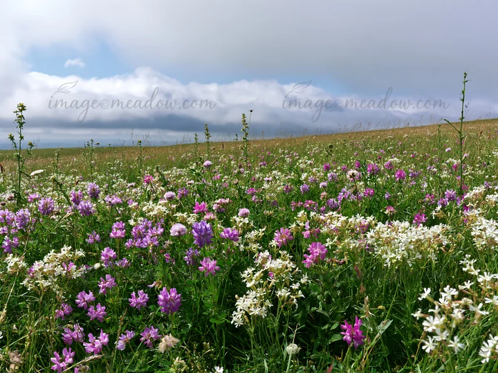 A dry meadow filled with purple and white wildflowers under a cloudy sky. The area shows a variety of plant life, with patches of colorful flowers spread across