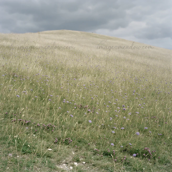 A meadow filled with dry flowers stretches across rolling hills under a cloudy sky. The weather is overcast, and the landscape shows earthy colors of grass and