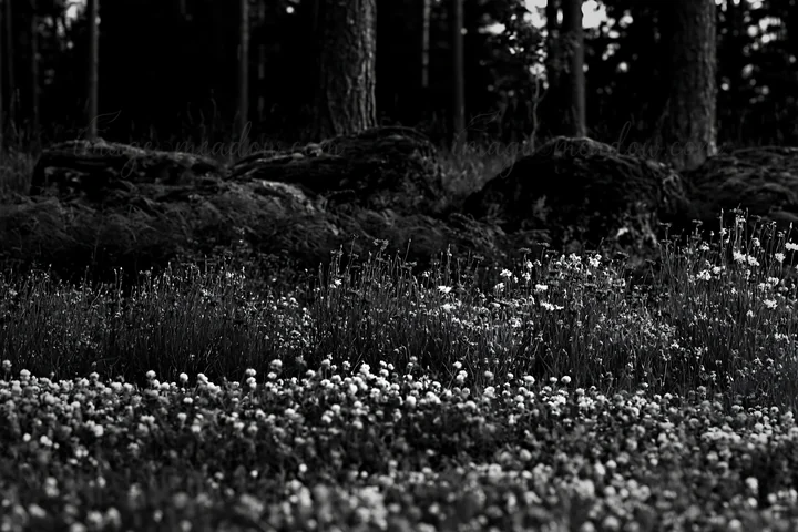 A meadow filled with clover and cornflowers is located near a forest. Large stones are visible in the background, surrounded by greenery. Shadows create a monoc