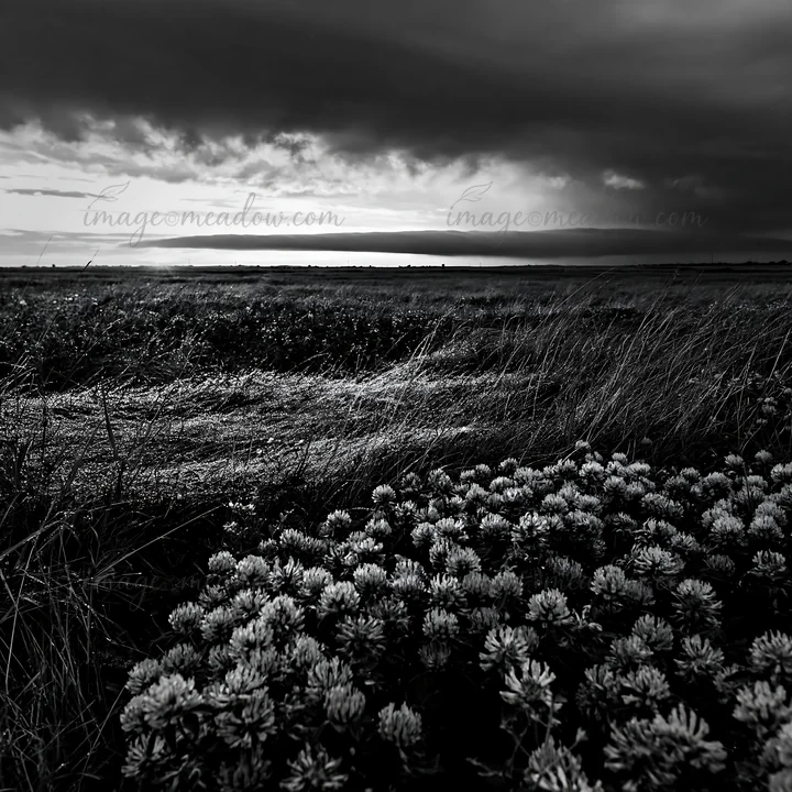 A clover meadow shows dew on the plants under a cloudy sky during dusk. The clouds cover the horizon, and the grass sways gently in the breeze, creating a natur