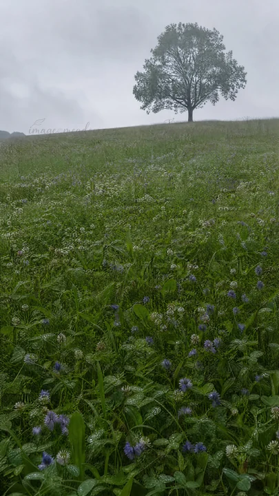 A green hillside is covered with clover and speedwell flowers under a cloudy sky. A single tree stands alone in the distance, adding depth to the landscape.
