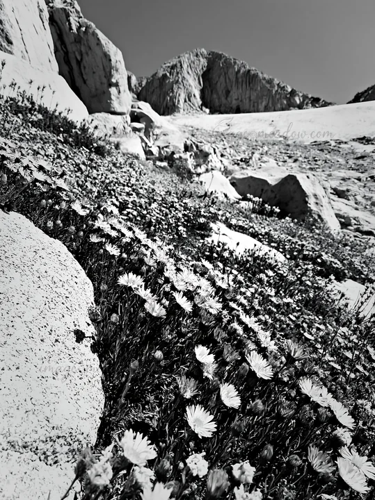 A field of asters grows among rocks on a sloped area. The flowers show bright colors against the solid landscape. The setting is under a clear sky with distant