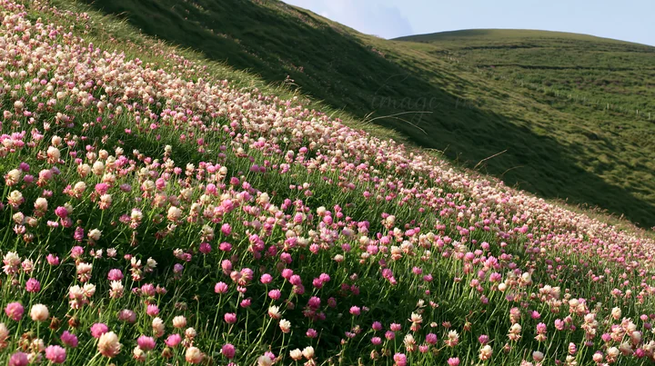 A hillside is covered with a variety of colorful clover flowers. The clover blooms in shades of pink and white, creating a vibrant display. The sun shines down