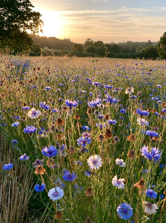 A colorful cornflower meadow fills the scene under a setting sun. Wildflowers stretch across the landscape, creating a vibrant display of blue and white against
