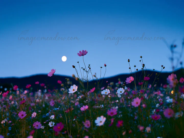 A field of cosmos flowers blooms under a twilight sky with a bright moon. The vibrant flowers are visible against the backdrop of distant hills as the day trans