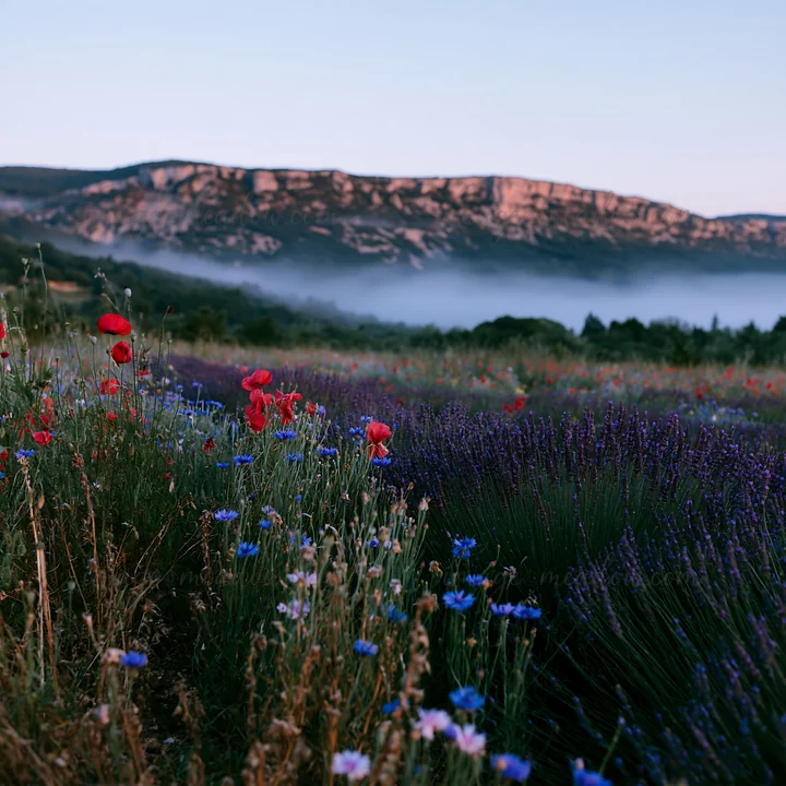The scene shows a colorful lavender meadow at dawn. Various wildflowers, including red poppies and blue blooms, spread across the fields. Mountains rise in the