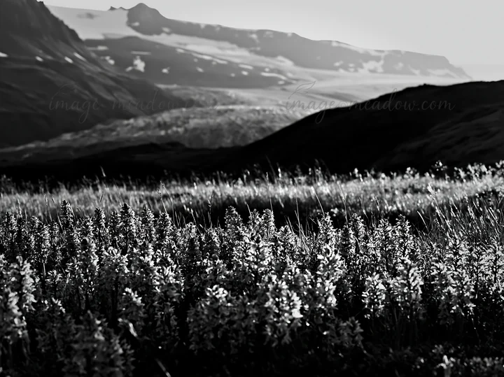 A meadow filled with colorful orchids under sunlight, surrounded by mountains. The scene captures the beauty of nature and the vibrant colors of the flowers aga