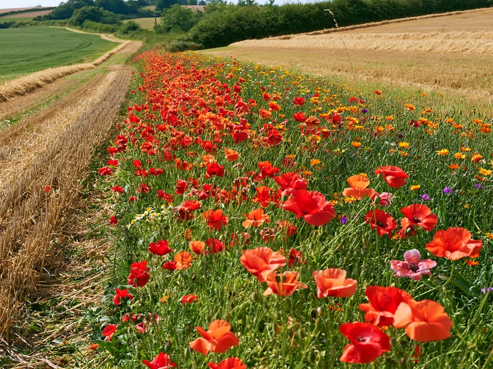 A vibrant meadow filled with red poppies and other wildflowers stretches alongside a dirt road. Lush green fields and trees can be seen in the background, showc