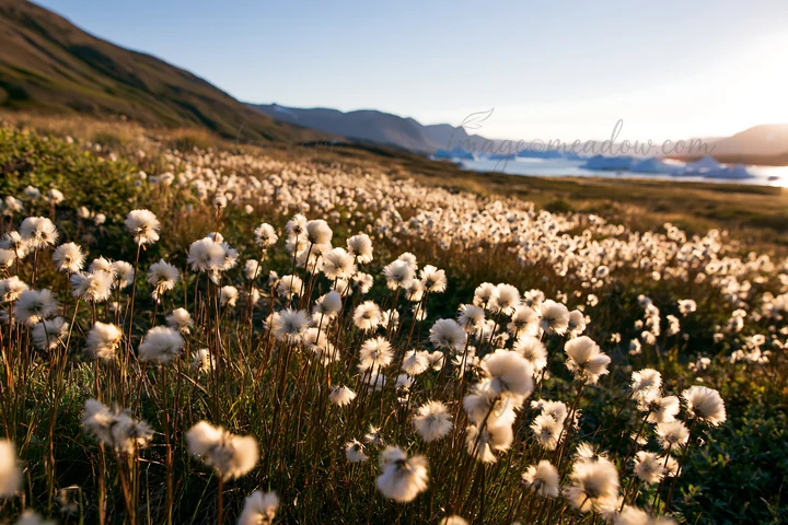 Cottongrass blooms cover the meadow, glowing under the sunset light. In the background, a serene body of water reflects the warm colors of the sky.