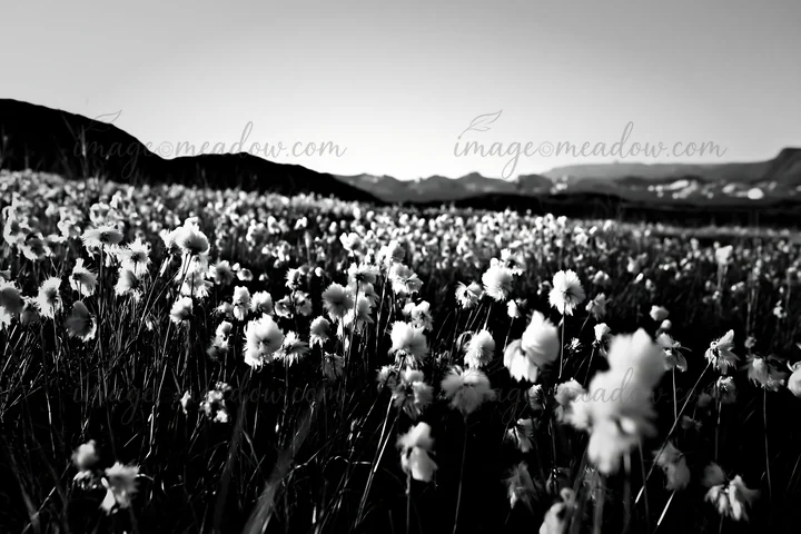 Cottongrass blooms cover a vast meadow in evening light. The scene showcases the natural beauty of the landscape with distant mountains in the background. This