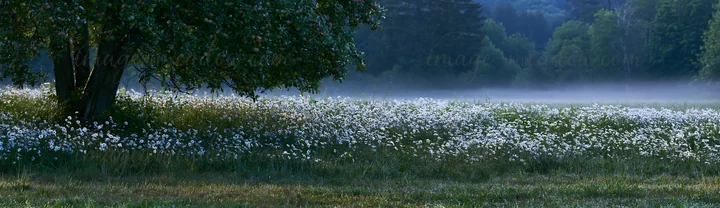 A tranquil scene shows a daisy apple meadow filled with blooming flowers. Mist hovers over the ground as trees mark the edge of the field in soft morning light.