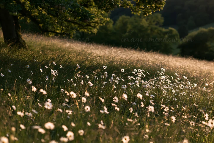 A field filled with daisy flowers grows in an apple meadow. Soft light highlights the meadow's natural beauty in the late afternoon. Trees are visible in the ba